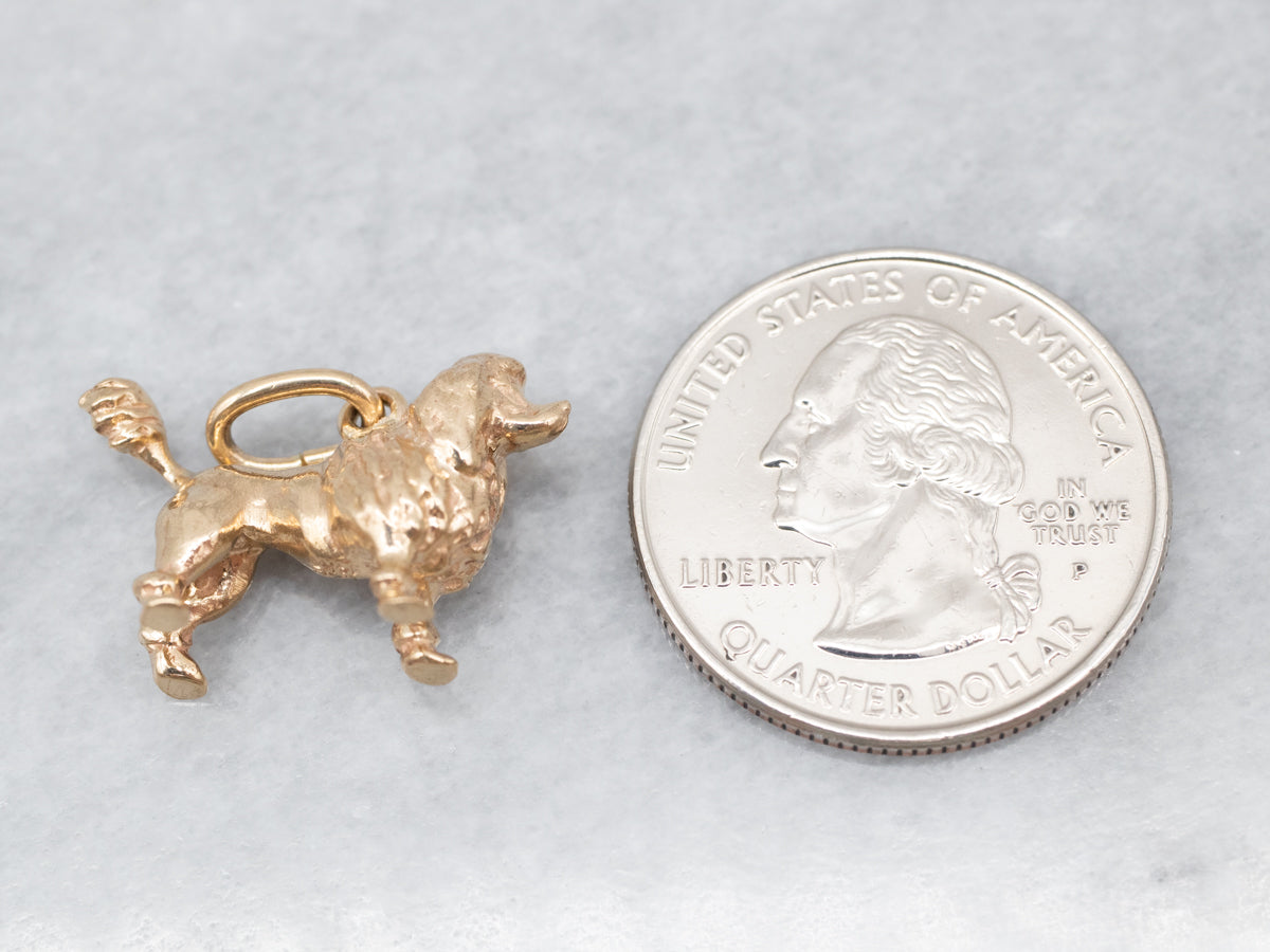 Charm caniche de oro amarillo amante de los perros