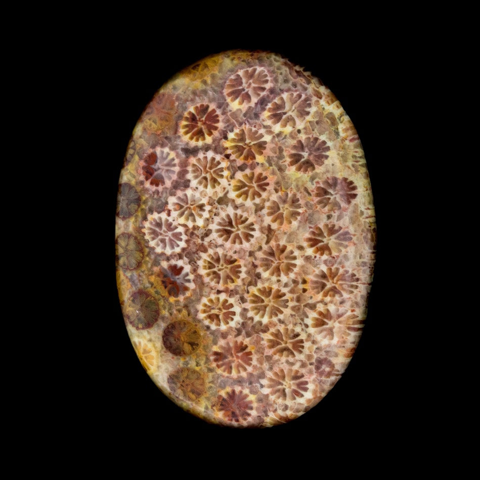 fossilized coral